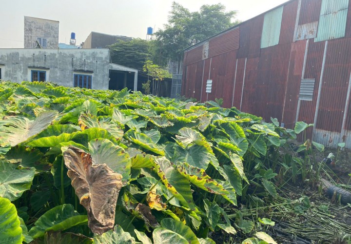 ĐẤT  ĐẸP- GIÁ TỐT- CẦN BÁN NHANH LÔ ĐẤT tại Xã Bình Mỹ, huyện Củ Chi