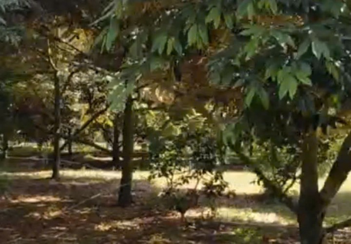 CHÍNH CHỦ CẦN BÁN Nhanh Vườn Sầu Riêng 12,201.2m2 Bảo Bình, Cẩm Mỹ, Đồng Nai