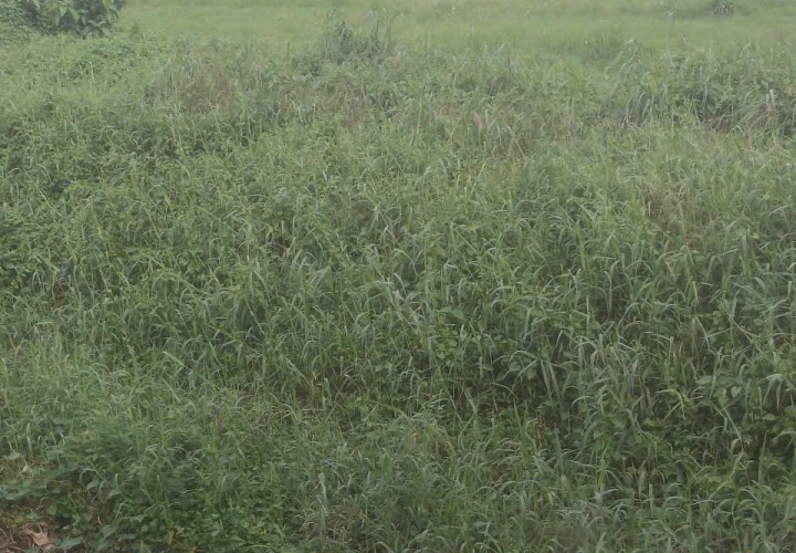 ĐẤT ĐẸP – GIÁ TỐT  – CHÍNH CHỦ CẦN BÁN Tại Xã Thái Mỹ (đường bờ ruộng, không đường chính), HCM