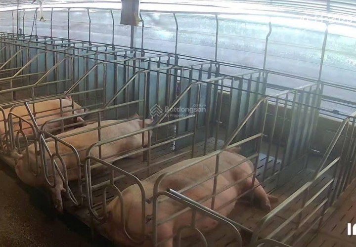 ĐẤT  ĐẸP- GIÁ TỐT- CẦN BÁN NHANH ĐẤT tại Xã Phúc Thọ, Lâm Hà, Lâm Đồng CẦN BÁN GẤP VƯỜN CÀ PHÊ - TRẠI HEO - TRẠI GÀ 9HA