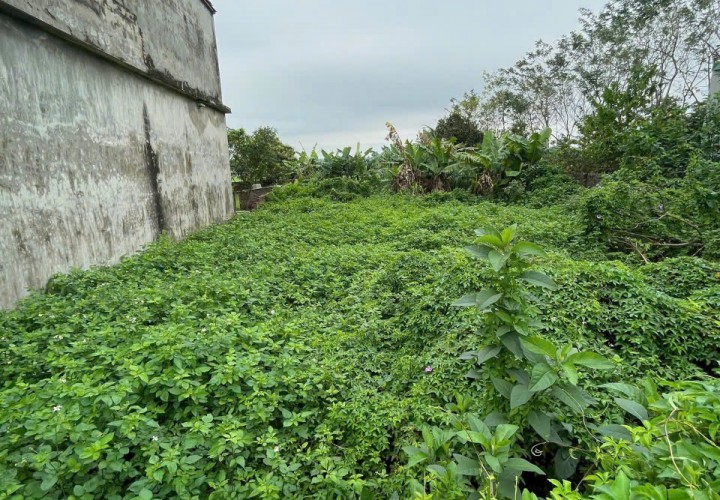 Sở Hữu SIÊU PHẨM ĐẤT CHÍNH CHỦ - THỔ CƯ 100% - Thôn Phú Thọ, Quảng Phú, Lương Tài - Bắc Ninh