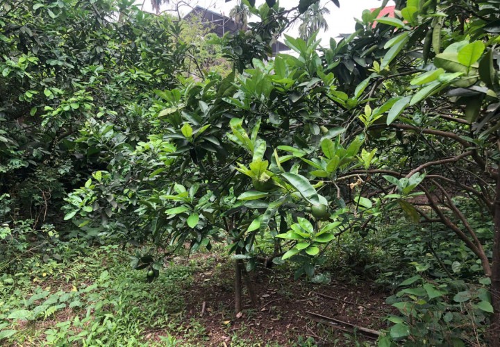 ĐẤT ĐẸP- GIÁ TỐT chính chủ cần bán đất tại thôn Thông Nhất, xã Song Phượng, huyện Đan Phượng, HN