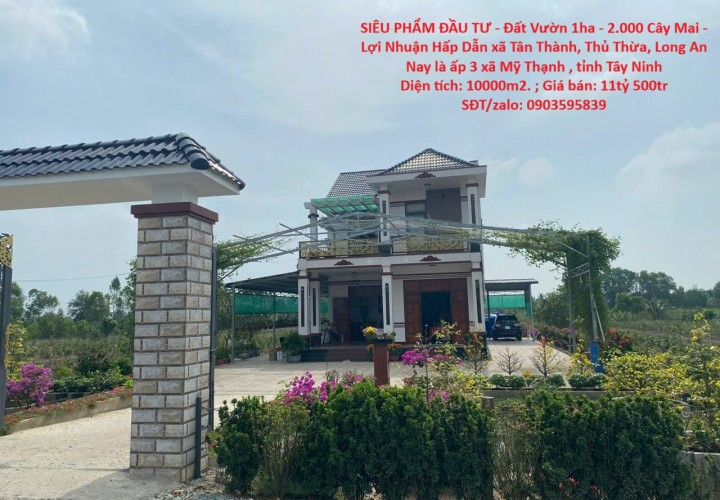 SIÊU PHẨM ĐẦU TƯ - Đất Vườn 1ha - 2.000 Cây Mai - Lợi Nhuận Hấp Dẫn xã Tân Thành, Thủ Thừa, Long An