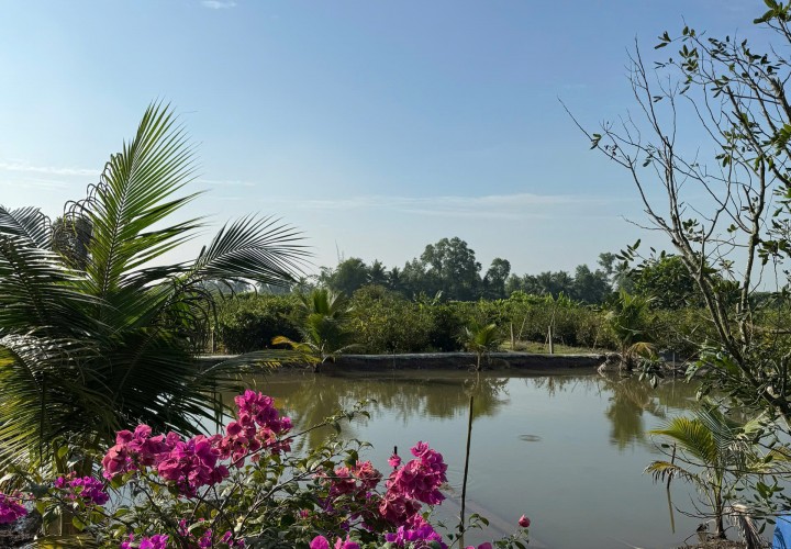 SIÊU PHẨM ĐẦU TƯ - Đất Vườn 1ha - 2.000 Cây Mai - Lợi Nhuận Hấp Dẫn xã Tân Thành, Thủ Thừa, Long An