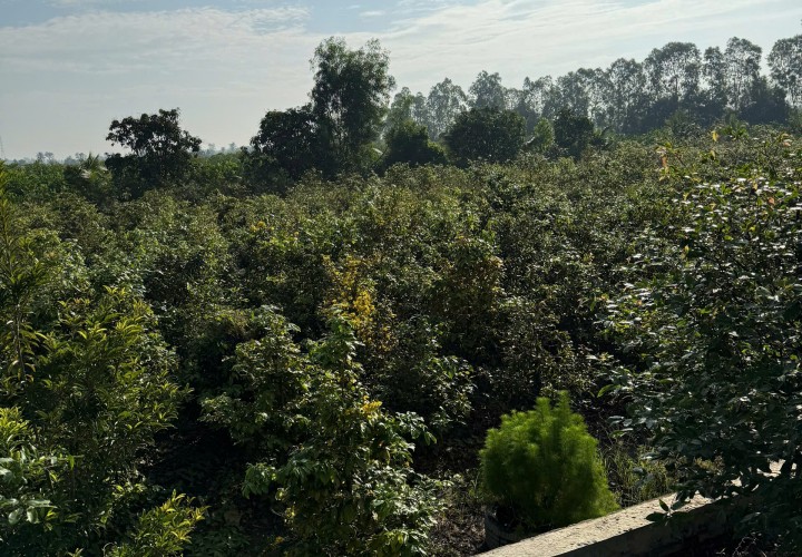 SIÊU PHẨM ĐẦU TƯ - Đất Vườn 1ha - 2.000 Cây Mai - Lợi Nhuận Hấp Dẫn xã Tân Thành, Thủ Thừa, Long An