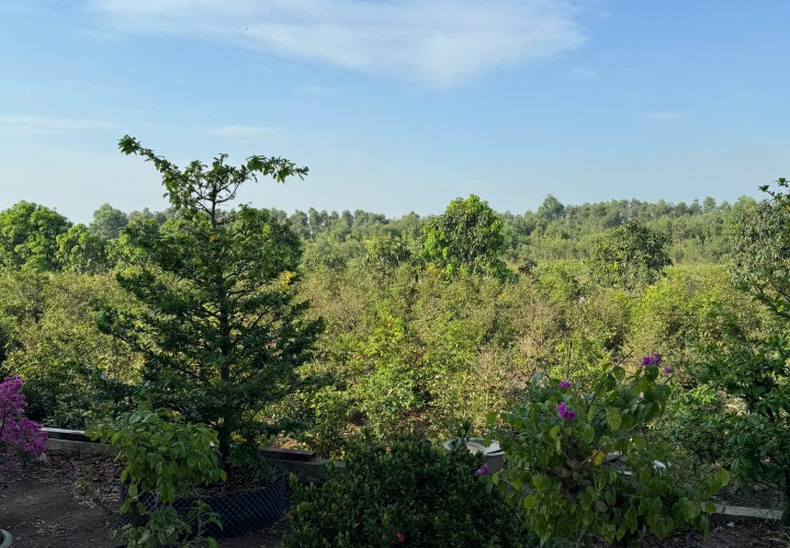 SIÊU PHẨM ĐẦU TƯ - Đất Vườn 1ha - 2.000 Cây Mai - Lợi Nhuận Hấp Dẫn xã Tân Thành, Thủ Thừa, Long An