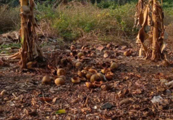 ĐẤT ĐẸP - GIÁ TỐT BÁN NHANH LÔ ĐẤT VỊ TRÍ ĐẮC ĐỊA TẠI Xã Thành Tâm,  Chơn Thành, Bình Phước