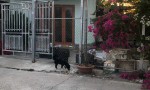 CHÍNH CHỦ Bán Gấp Nhà Vị Trí Đẹp Tại Cát Hải, Xã Tân Hải, Thị xã Phú Mỹ, Tỉnh Bà Rịa Vũng Tàu