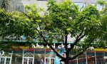 NHÀ VỊ TRÍ ĐẸP - Chính Chủ Bán Nhà 4 Tầng Mặt Phố Lý Thường Kiệt, Phường Hạc Thành , Tỉnh Thanh Hóa.
