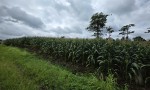 LÔ ĐẤT ĐẸP - ĐẦU TƯ SINH LỜI - Cần Bán Đất Thôn THÁC ĐÁ – EA KUÊH – CƯ M’GAR – ĐẮK LẮK