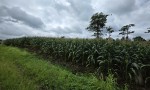 LÔ ĐẤT ĐẸP - ĐẦU TƯ SINH LỜI - Cần Bán Đất Thôn THÁC ĐÁ – EA KUÊH – CƯ M’GAR – ĐẮK LẮK