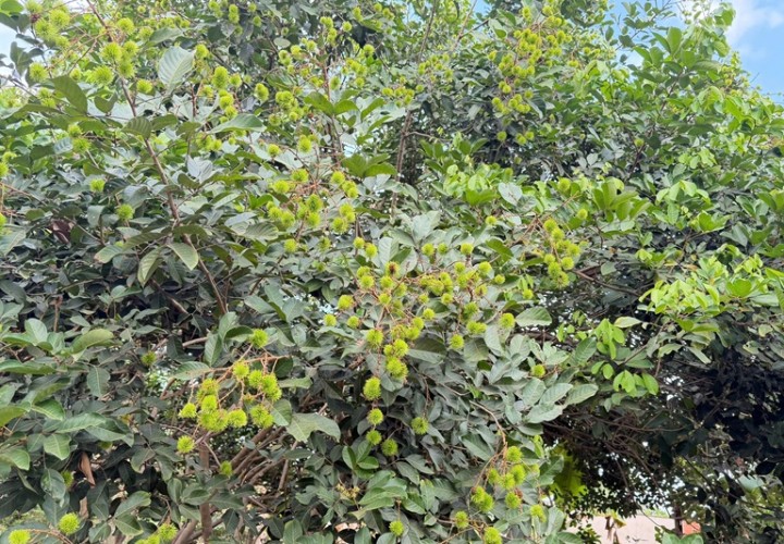 Chính Chủ Bán Đất Nhà Vườn Đồng Nai Ngay Đường Tỉnh Lộ 769, Xã Lộ 25, Huyện Thống Nhất, Đồng Nai