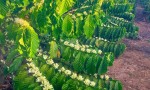 HOT HOT – CHÍNH CHỦ CẦN BÁN ĐẤT CÀ PHÊ 2 MẶT TIỀN Tại Làng Ar Trớ, Xã Đê Ar, Mang Yang, Gia Lai