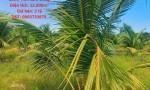 ĐẤT VƯỜN DỪA ĐẸP – GIÁ TỐT – CHÍNH CHỦ CẦN BÁN TẠI Thị Trấn Bắc Bình, Huyện Bắc Bình, Bình Thuận