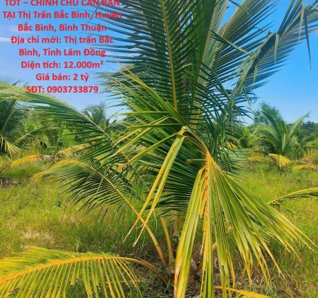 ĐẤT VƯỜN DỪA ĐẸP – GIÁ TỐT – CHÍNH CHỦ CẦN BÁN TẠI Thị Trấn Bắc Bình, Huyện Bắc Bình, Bình Thuận