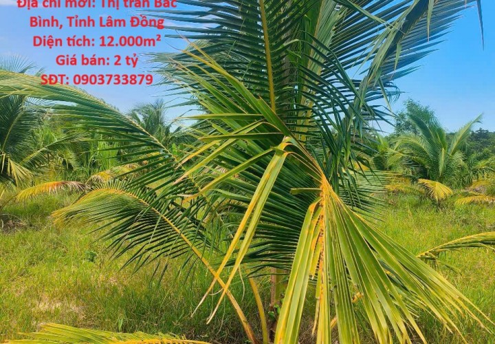 ĐẤT VƯỜN DỪA ĐẸP – GIÁ TỐT – CHÍNH CHỦ CẦN BÁN TẠI Thị Trấn Bắc Bình, Huyện Bắc Bình, Bình Thuận