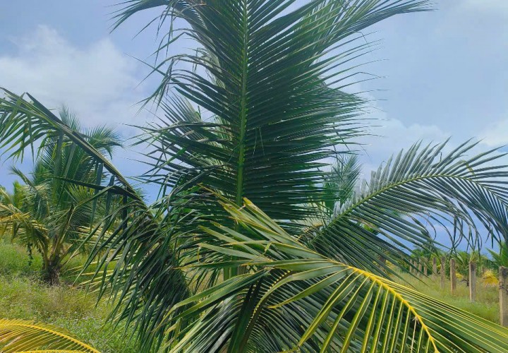 ĐẤT VƯỜN DỪA ĐẸP – GIÁ TỐT – CHÍNH CHỦ CẦN BÁN TẠI Thị Trấn Bắc Bình, Huyện Bắc Bình, Bình Thuận