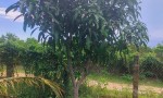 ĐẤT VƯỜN DỪA ĐẸP – GIÁ TỐT – CHÍNH CHỦ CẦN BÁN TẠI Thị Trấn Bắc Bình, Huyện Bắc Bình, Bình Thuận