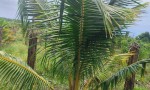 ĐẤT VƯỜN DỪA ĐẸP – GIÁ TỐT – CHÍNH CHỦ CẦN BÁN TẠI Thị Trấn Bắc Bình, Huyện Bắc Bình, Bình Thuận