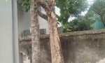 ĐẤT ĐẸP - GIÁ TỐT CHÍNH CHỦ CẦN BÁN ĐẤT THỔ CƯ -xã  PHỤNG CHÂU, CHƯƠNG MỸ, HÀ NỘI
