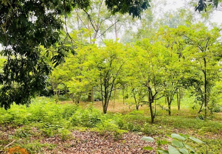 Chính chủ cần bán khu đất đẹp tiềm năng đầu tư cao Phương Hạnh , Xã Tân Tiến, Huyện Chương Mỹ, Hà Nội