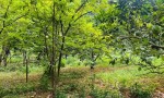 Chính chủ cần bán khu đất đẹp tiềm năng đầu tư cao Phương Hạnh , Xã Tân Tiến, Huyện Chương Mỹ, Hà Nội