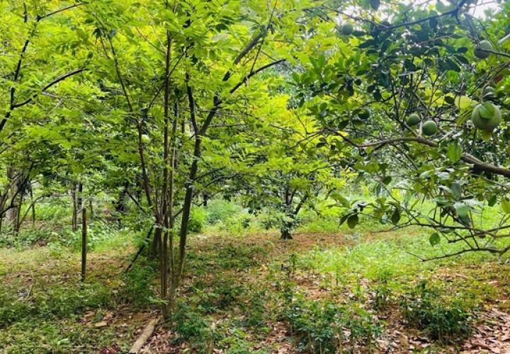 Chính chủ cần bán khu đất đẹp tiềm năng đầu tư cao Phương Hạnh , Xã Tân Tiến, Huyện Chương Mỹ, Hà Nội
