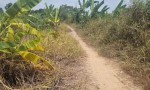 ĐẦU TƯ SINH LỜI - Chính Chủ Bán Đất Ruộng Đã Lên Líp sẵn Tại Ấp 2 Vụ(đường cái tôm) xã Tân Thạnh, Tây Ninh