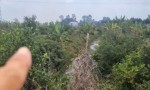 ĐẦU TƯ SINH LỜI - Chính Chủ Bán Đất Ruộng Đã Lên Líp sẵn Tại Ấp 2 Vụ(đường cái tôm) xã Tân Thạnh, Tây Ninh