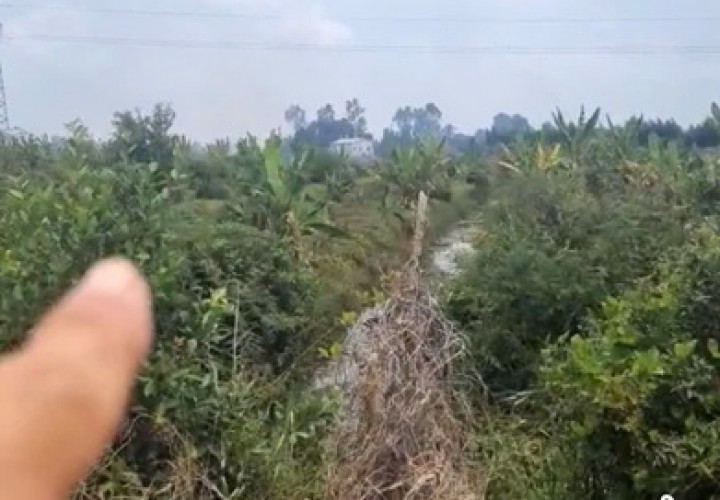 ĐẦU TƯ SINH LỜI - Chính Chủ Bán Đất Ruộng Đã Lên Líp sẵn Tại Ấp 2 Vụ(đường cái tôm) xã Tân Thạnh, Tây Ninh