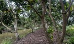 ĐẦU TƯ SINH LỜI – CHÍNH CHỦ CẦN BÁN ĐẤT Tại  xã Đông Hiệp, huyện Cờ Đỏ, tp Cần Thơ