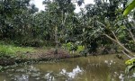 ĐẦU TƯ SINH LỜI – CHÍNH CHỦ CẦN BÁN ĐẤT Tại  xã Đông Hiệp, huyện Cờ Đỏ, tp Cần Thơ