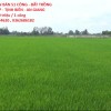 ĐẤT ĐẸP - GIÁ TỐT CẦN BÁN 51 CÔNG - ĐẤT TRỒNG LÚA 2 VỤ...TÂN LẬP - TỊNH BIÊN - AN GIANG