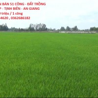 ĐẤT ĐẸP - GIÁ TỐT CẦN BÁN 51 CÔNG - ĐẤT TRỒNG LÚA 2 VỤ...TÂN LẬP - TỊNH BIÊN - AN GIANG