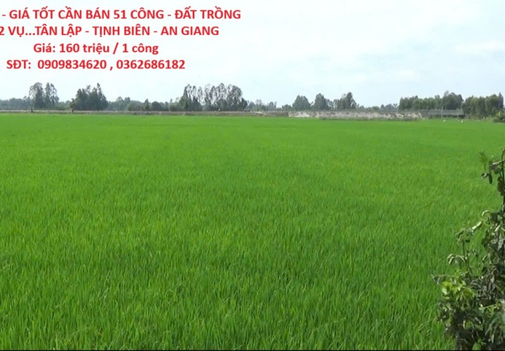 ĐẤT ĐẸP - GIÁ TỐT CẦN BÁN 51 CÔNG - ĐẤT TRỒNG LÚA 2 VỤ...TÂN LẬP - TỊNH BIÊN - AN GIANG