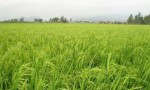 ĐẤT ĐẸP - GIÁ TỐT CẦN BÁN 51 CÔNG - ĐẤT TRỒNG LÚA 2 VỤ...TÂN LẬP - TỊNH BIÊN - AN GIANG