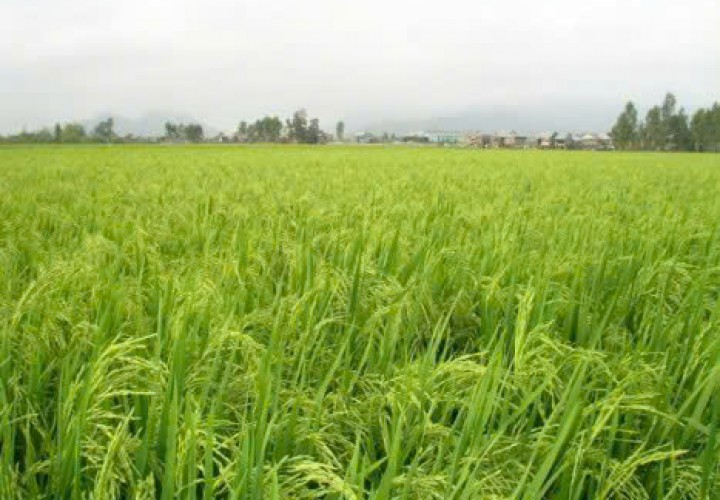 ĐẤT ĐẸP - GIÁ TỐT CẦN BÁN 51 CÔNG - ĐẤT TRỒNG LÚA 2 VỤ...TÂN LẬP - TỊNH BIÊN - AN GIANG