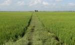 ĐẤT ĐẸP - GIÁ TỐT CẦN BÁN 51 CÔNG - ĐẤT TRỒNG LÚA 2 VỤ...TÂN LẬP - TỊNH BIÊN - AN GIANG