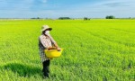 ĐẤT ĐẸP - GIÁ TỐT CẦN BÁN 51 CÔNG - ĐẤT TRỒNG LÚA 2 VỤ...TÂN LẬP - TỊNH BIÊN - AN GIANG
