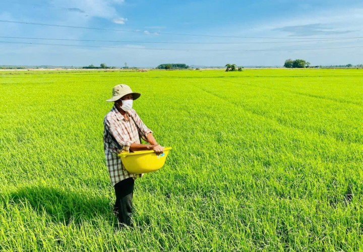 ĐẤT ĐẸP - GIÁ TỐT CẦN BÁN 51 CÔNG - ĐẤT TRỒNG LÚA 2 VỤ...TÂN LẬP - TỊNH BIÊN - AN GIANG