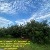 ĐẦU TƯ SINH LỜI – CHÍNH CHỦ CẦN BÁN ĐẤT Tại  Xã Trường Đông, thị xã Hòa Thành, tỉnh Tây Ninh