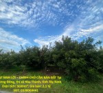 ĐẦU TƯ SINH LỜI – CHÍNH CHỦ CẦN BÁN ĐẤT Tại  Xã Trường Đông, thị xã Hòa Thành, tỉnh Tây Ninh