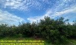 ĐẦU TƯ SINH LỜI – CHÍNH CHỦ CẦN BÁN ĐẤT Tại  Xã Trường Đông, thị xã Hòa Thành, tỉnh Tây Ninh