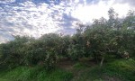 ĐẦU TƯ SINH LỜI – CHÍNH CHỦ CẦN BÁN ĐẤT Tại  Xã Trường Đông, thị xã Hòa Thành, tỉnh Tây Ninh