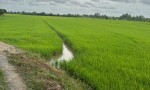CHÍNH CHỦ CẦN BÁN NHANH  Đất ruộng Tân Nhuận Đông Châu Thành Đồng Tháp
