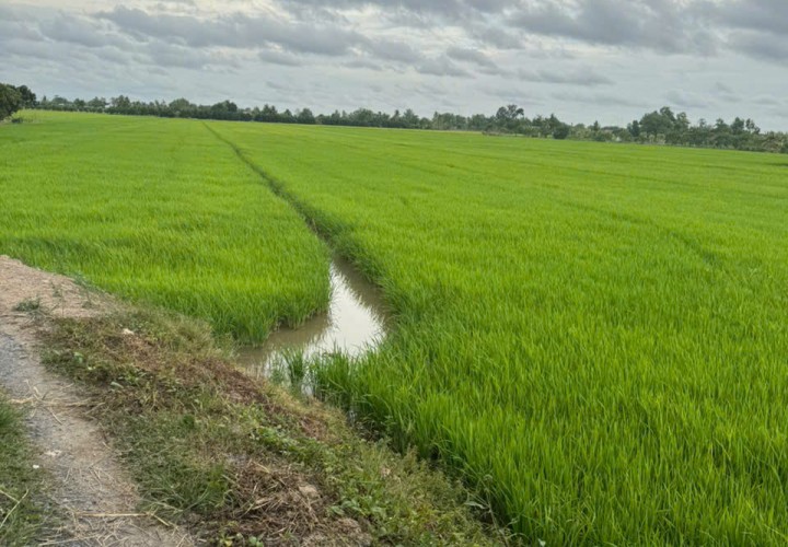 CHÍNH CHỦ CẦN BÁN NHANH  Đất ruộng Tân Nhuận Đông Châu Thành Đồng Tháp