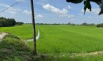 CHÍNH CHỦ CẦN BÁN NHANH  Đất ruộng Tân Nhuận Đông Châu Thành Đồng Tháp