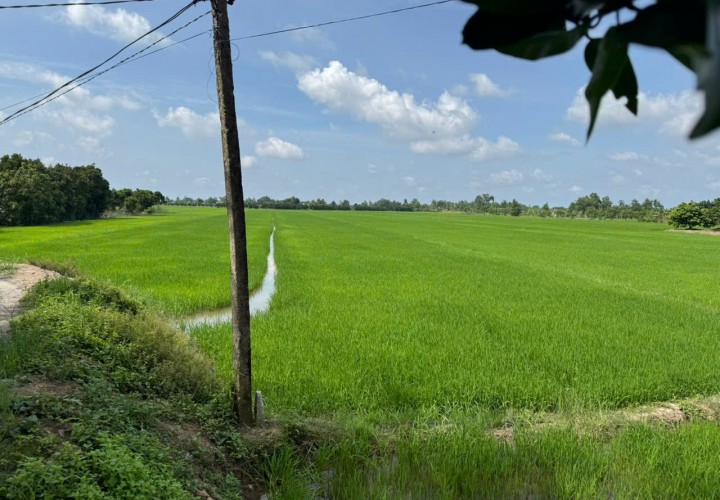 CHÍNH CHỦ CẦN BÁN NHANH  Đất ruộng Tân Nhuận Đông Châu Thành Đồng Tháp