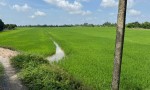 CHÍNH CHỦ CẦN BÁN NHANH  Đất ruộng Tân Nhuận Đông Châu Thành Đồng Tháp