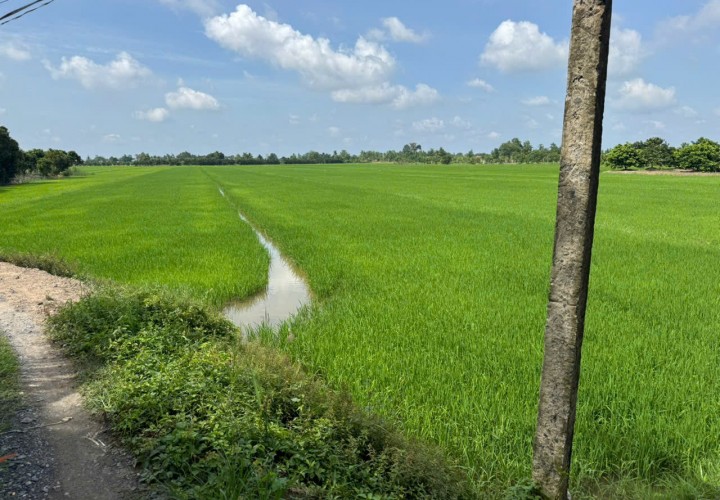 CHÍNH CHỦ CẦN BÁN NHANH  Đất ruộng Tân Nhuận Đông Châu Thành Đồng Tháp